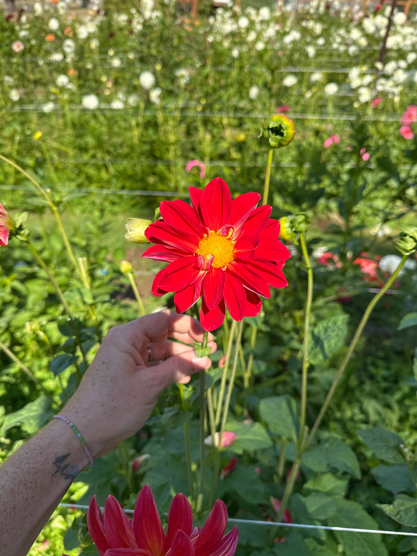 Ardys (Not Available 2026)