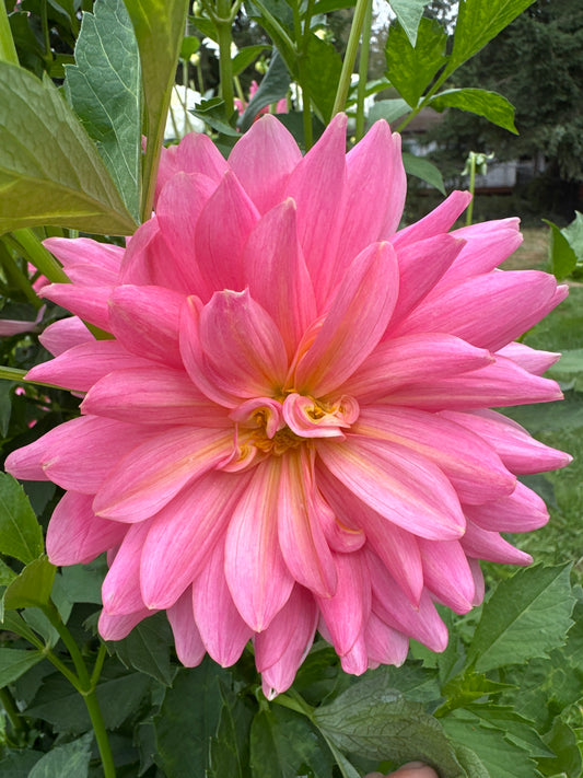 - (do these need to be pulled?)