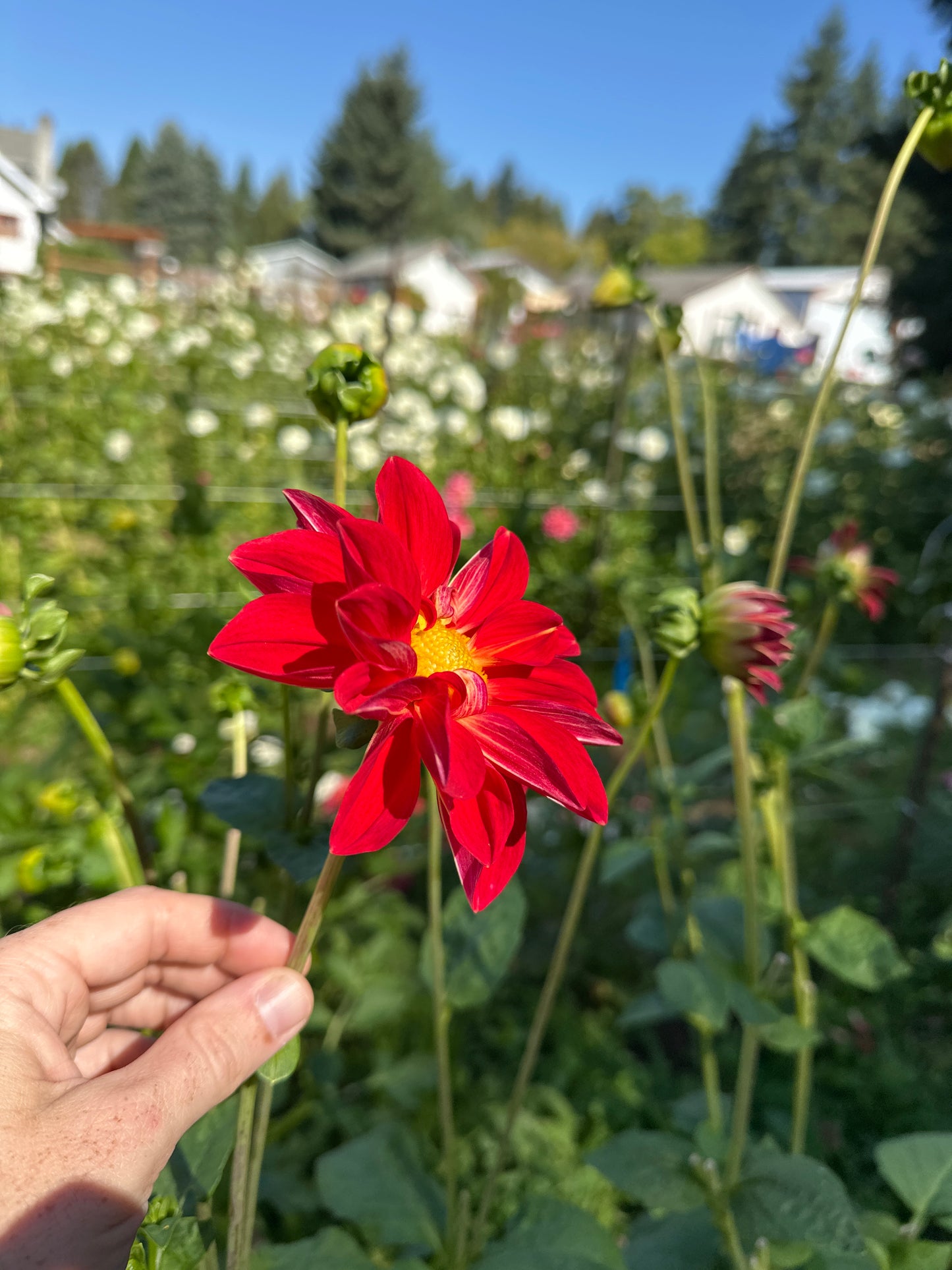 Ardys (Not Available 2026)