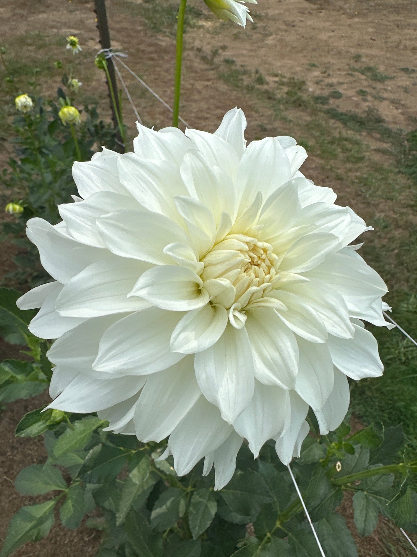 I Do?? Center Court??