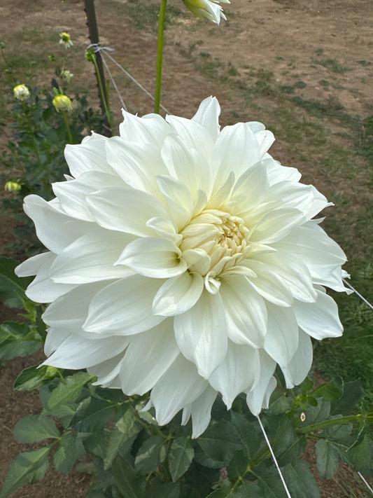 I Do?? Center Court??