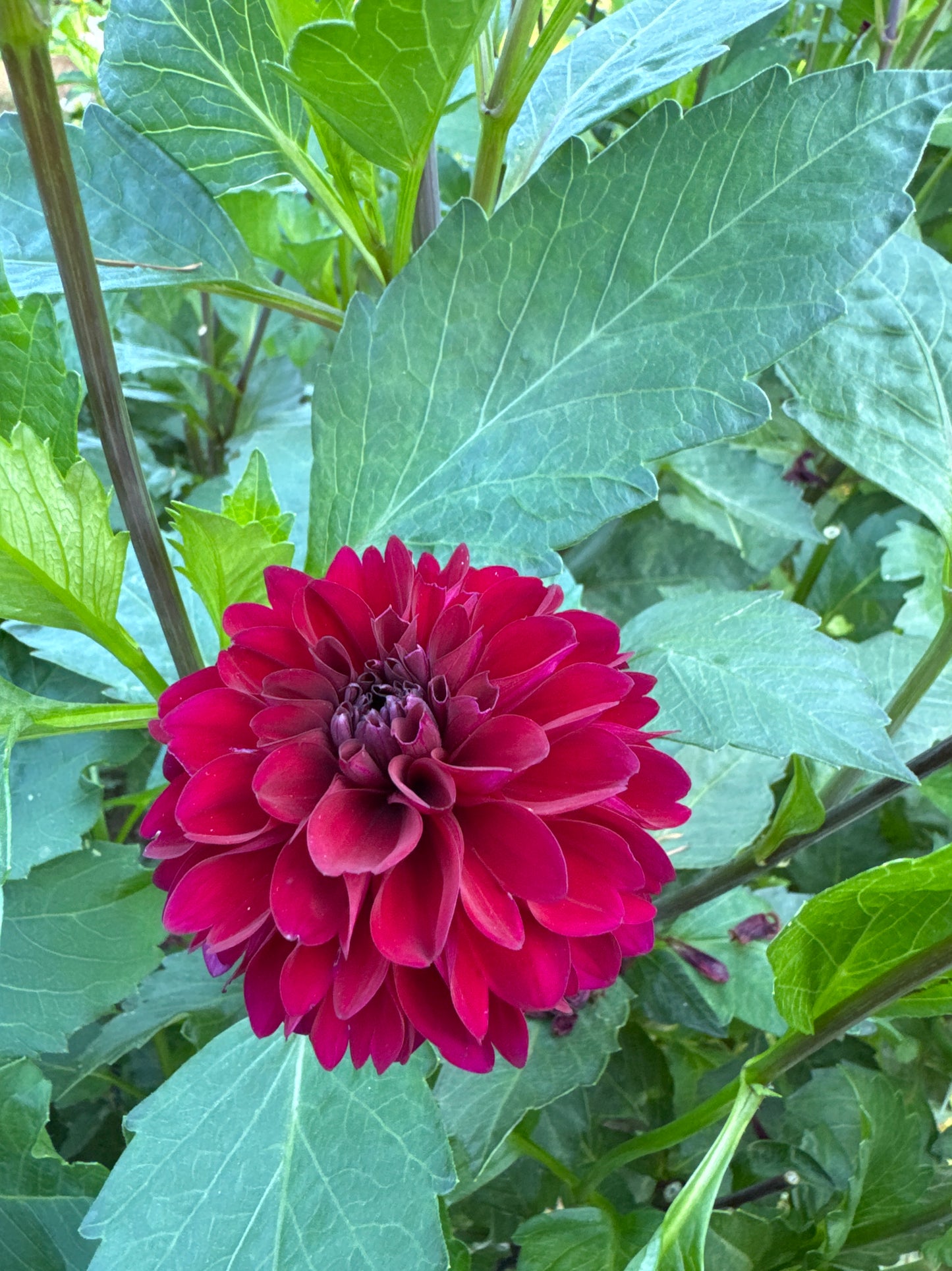 -(is this still there? Or identified elsewhere)