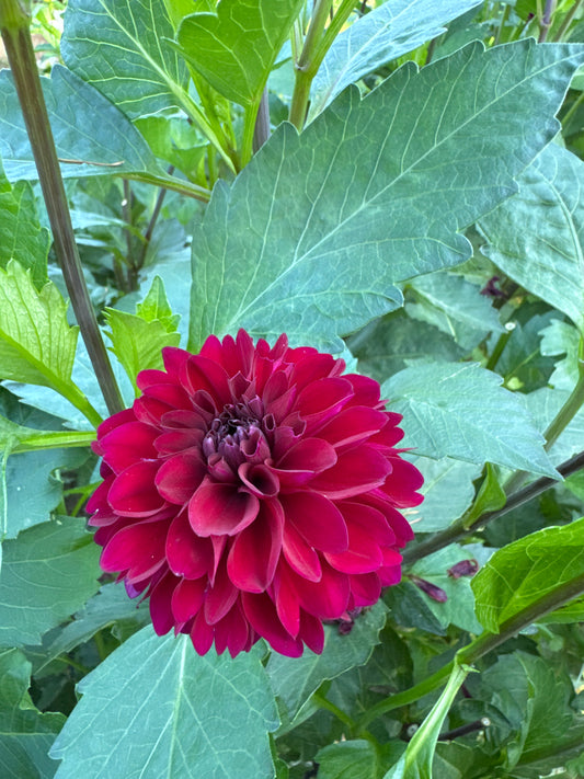 -(is this still there? Or identified elsewhere)