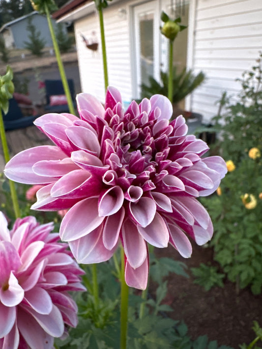 Salish Twilight Girl