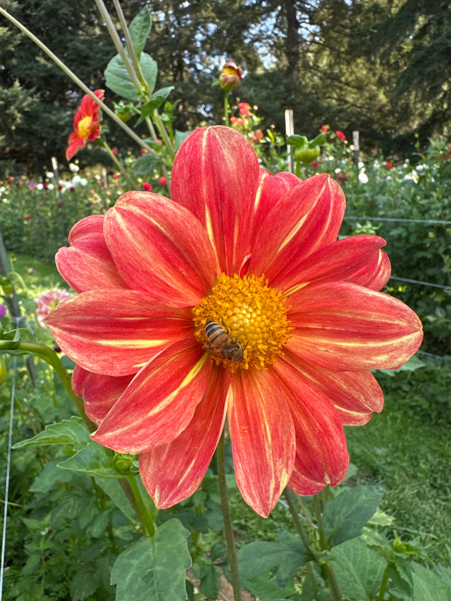 Ardys (Not Available 2026)