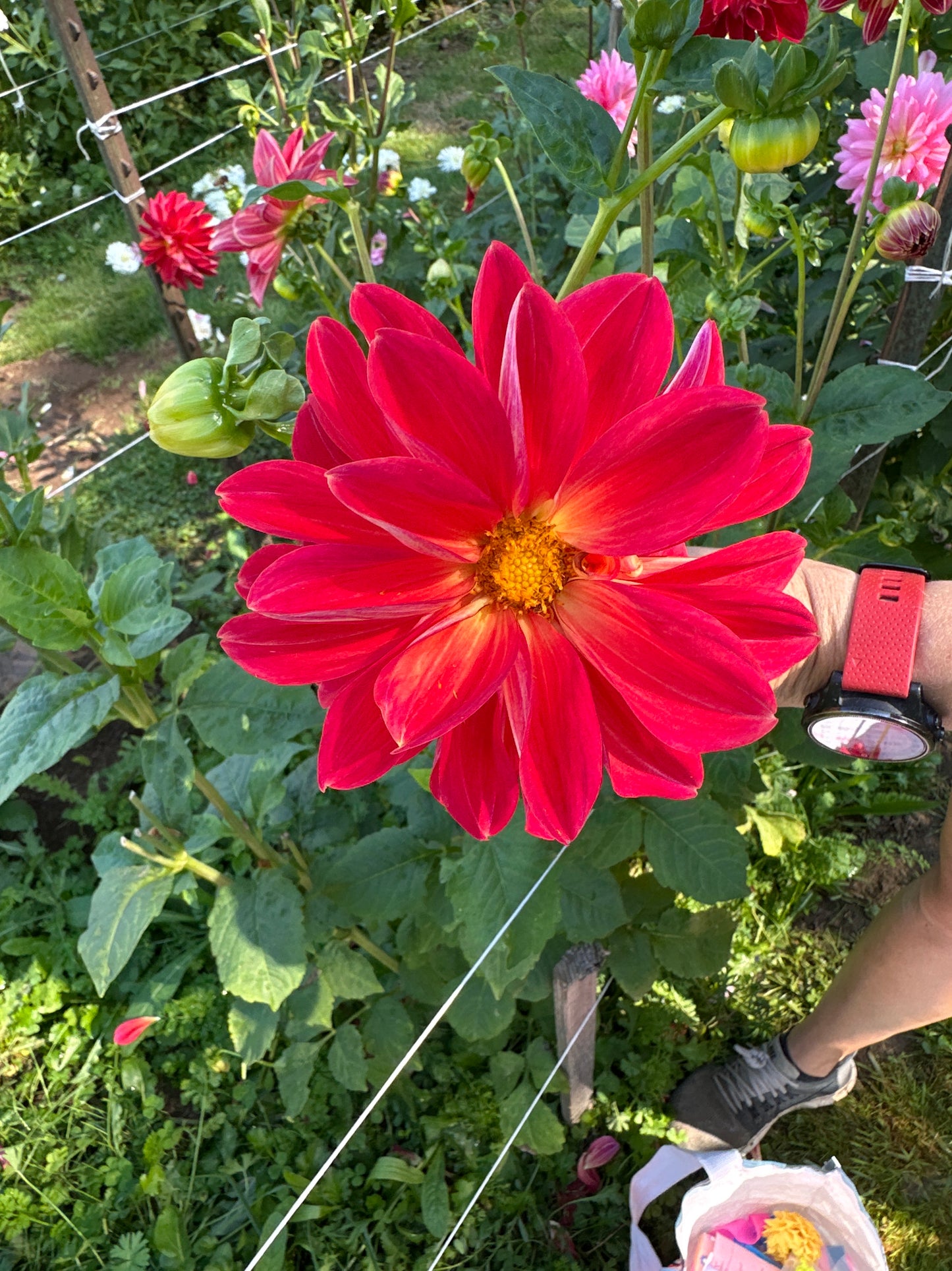 Ardys (Not Available 2026)