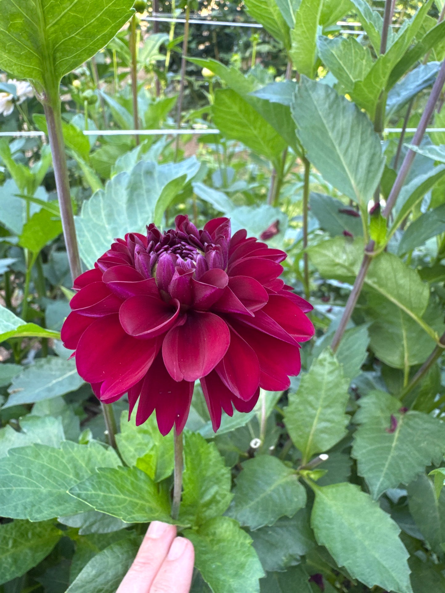 -(is this still there? Or identified elsewhere)